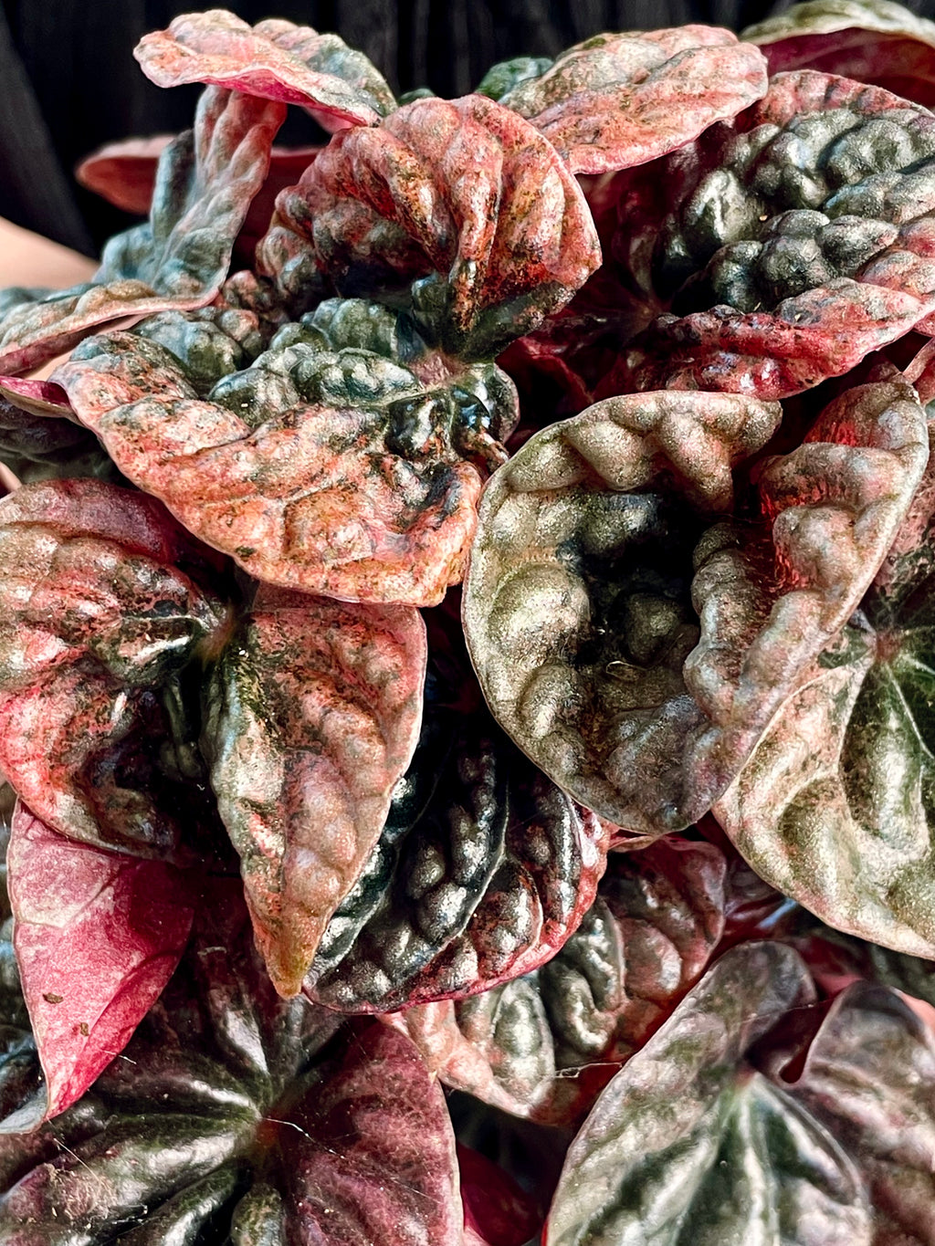 Peperomia Apricot