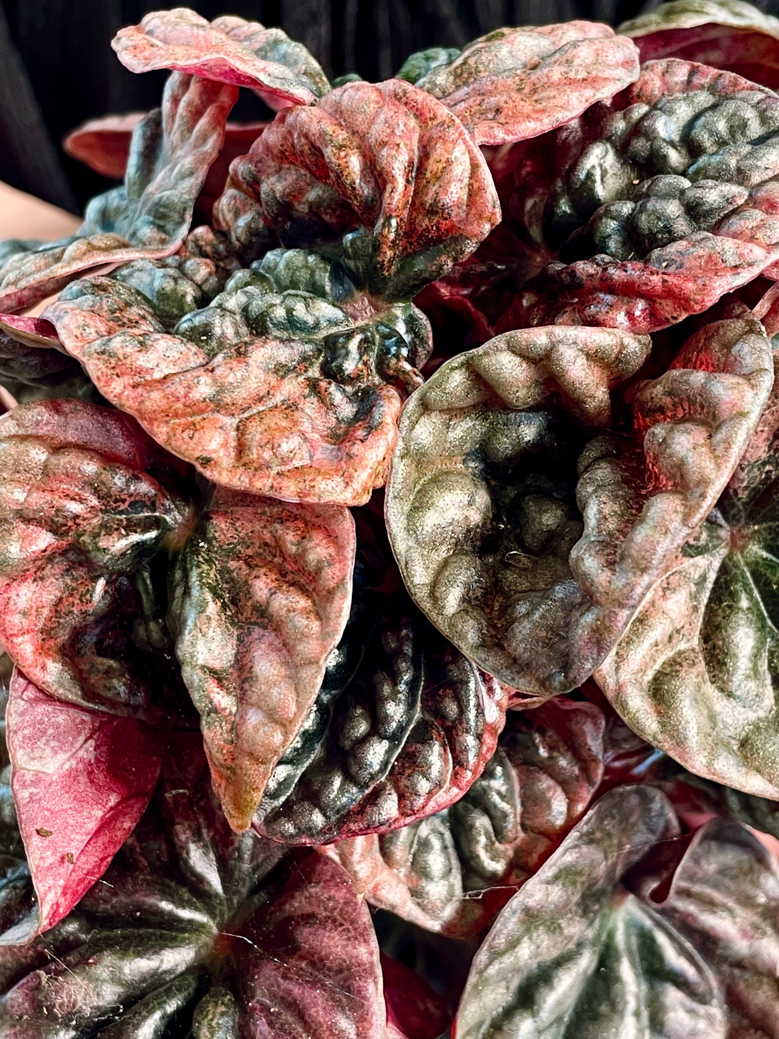 Peperomia Apricot