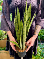 Sansevieria Spermint svekrvin jezik fi12