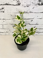 Epipremnum Aureum 'Njoy' fi12
