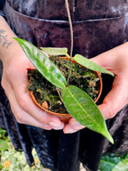 Hoya Hypolasia fi8