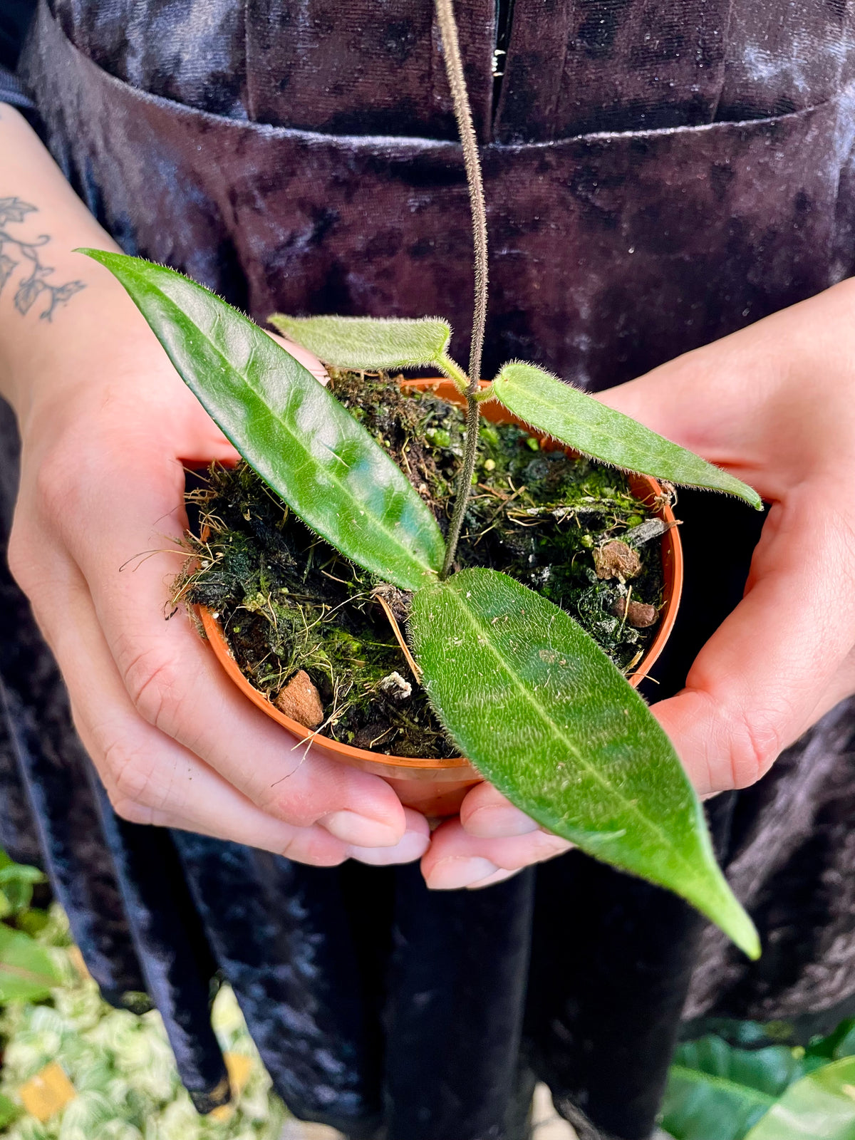 Hoya Hypolasia fi8