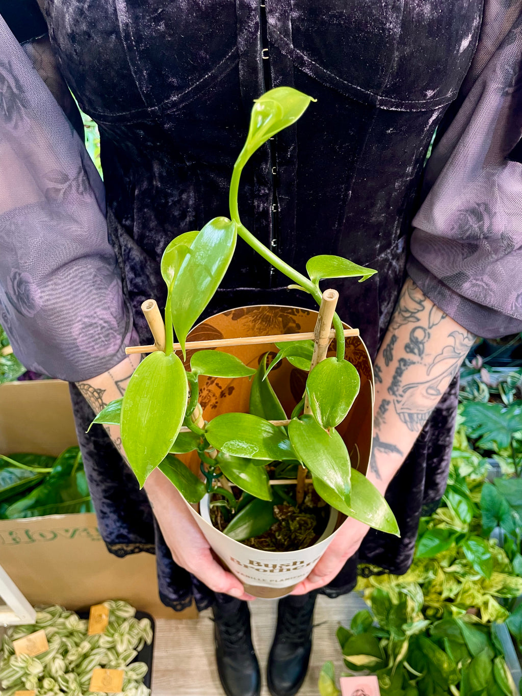 Vanilija (Orhideja Vanilla Planifolia) fi12