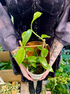 Vanilija (Orhideja Vanilla Planifolia) fi12