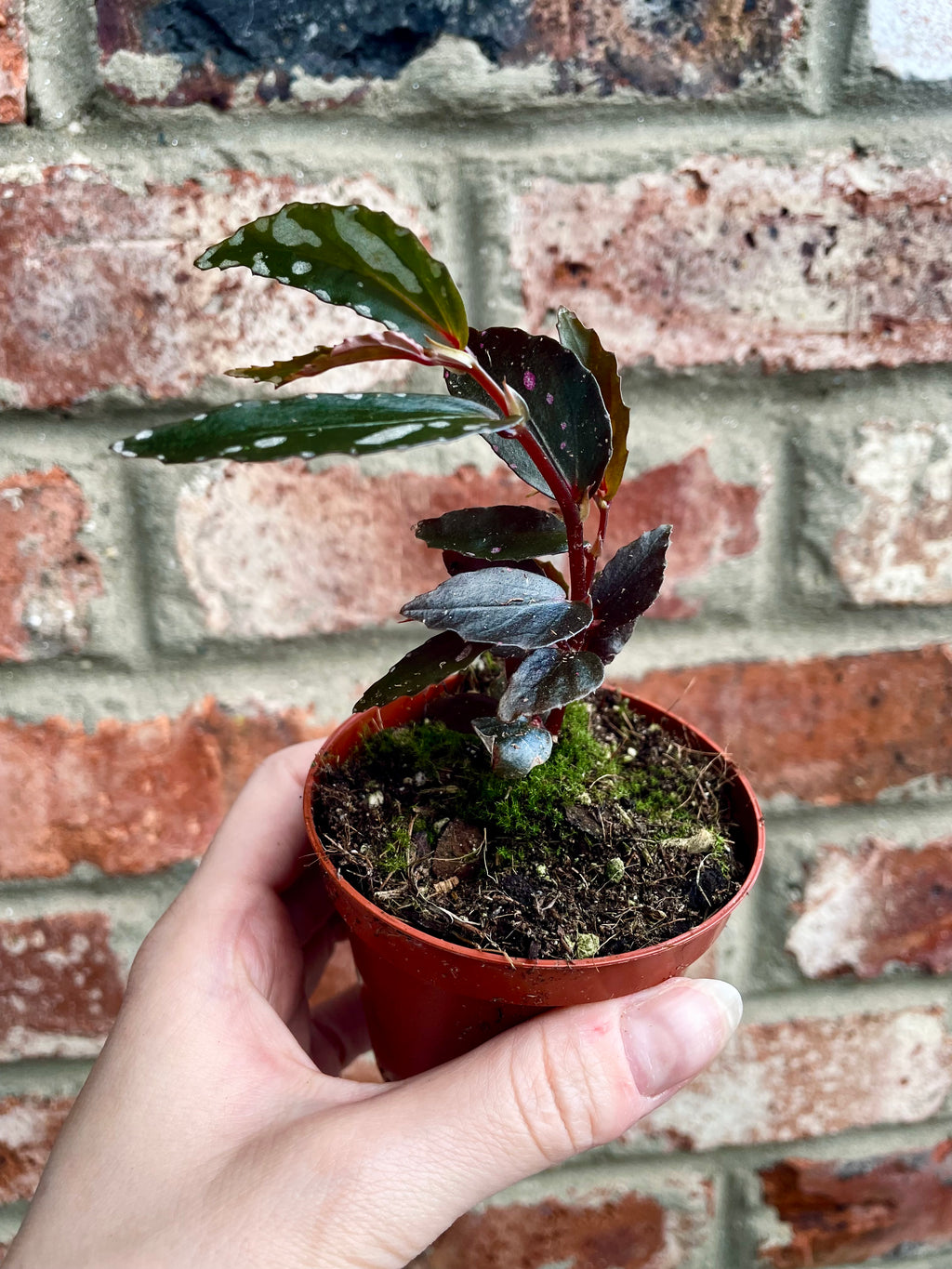 Begonia Jalau type 2 fi8