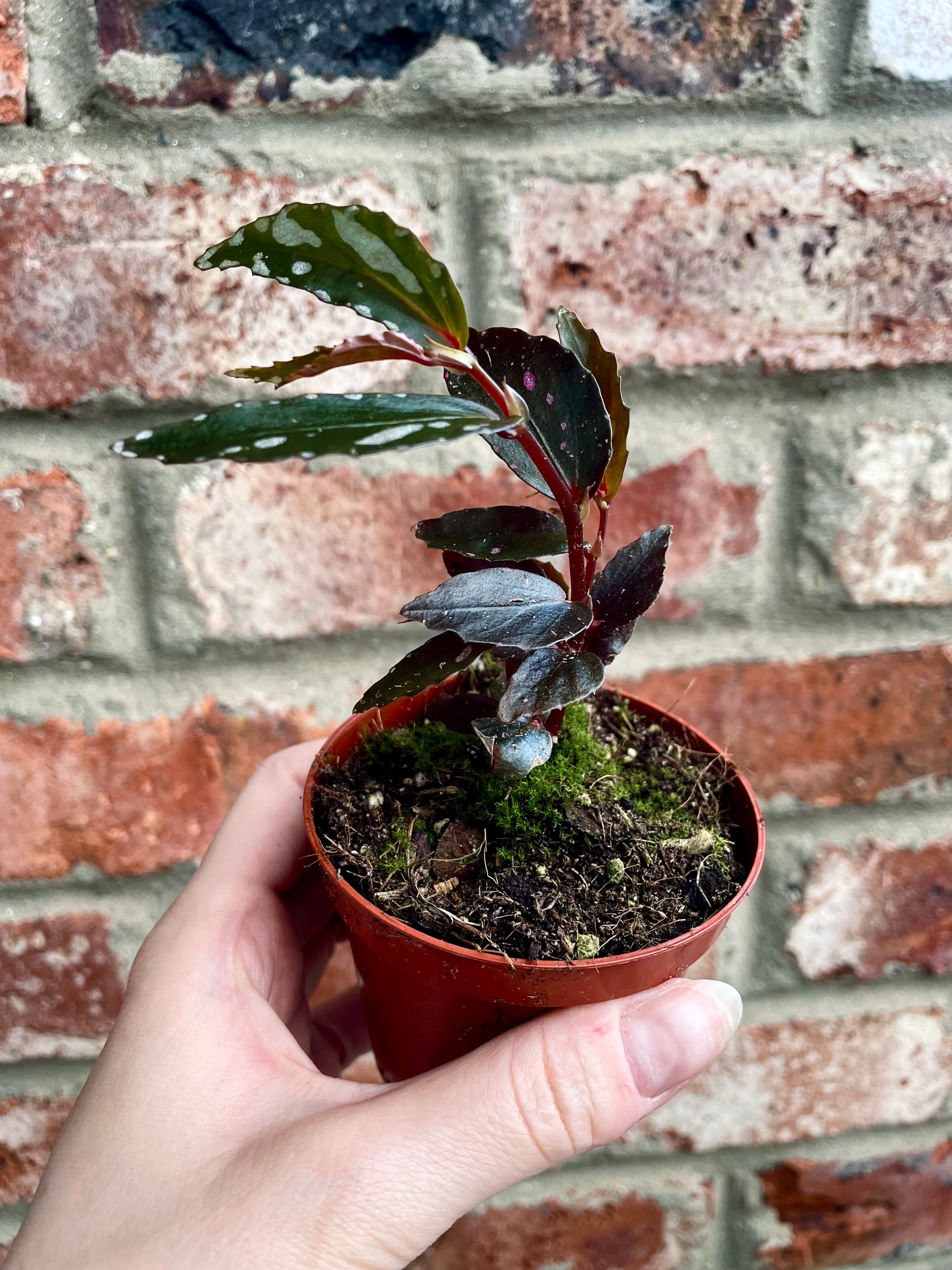 Begonia Jalau type 2 fi8