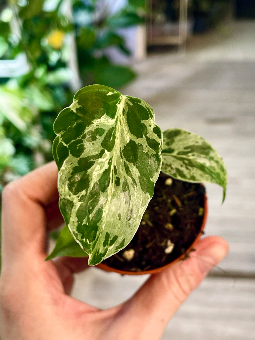 Monstera Bulbasaur