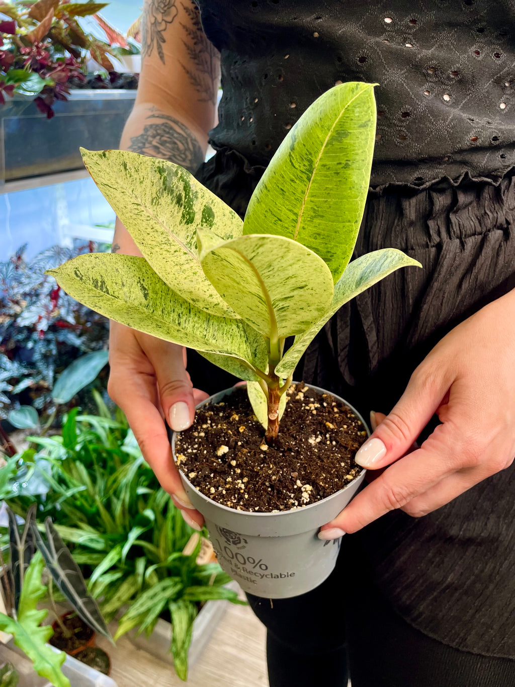 Ficus Elastica Shivereana fi12
