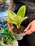 Ficus Elastica Shivereana fi12