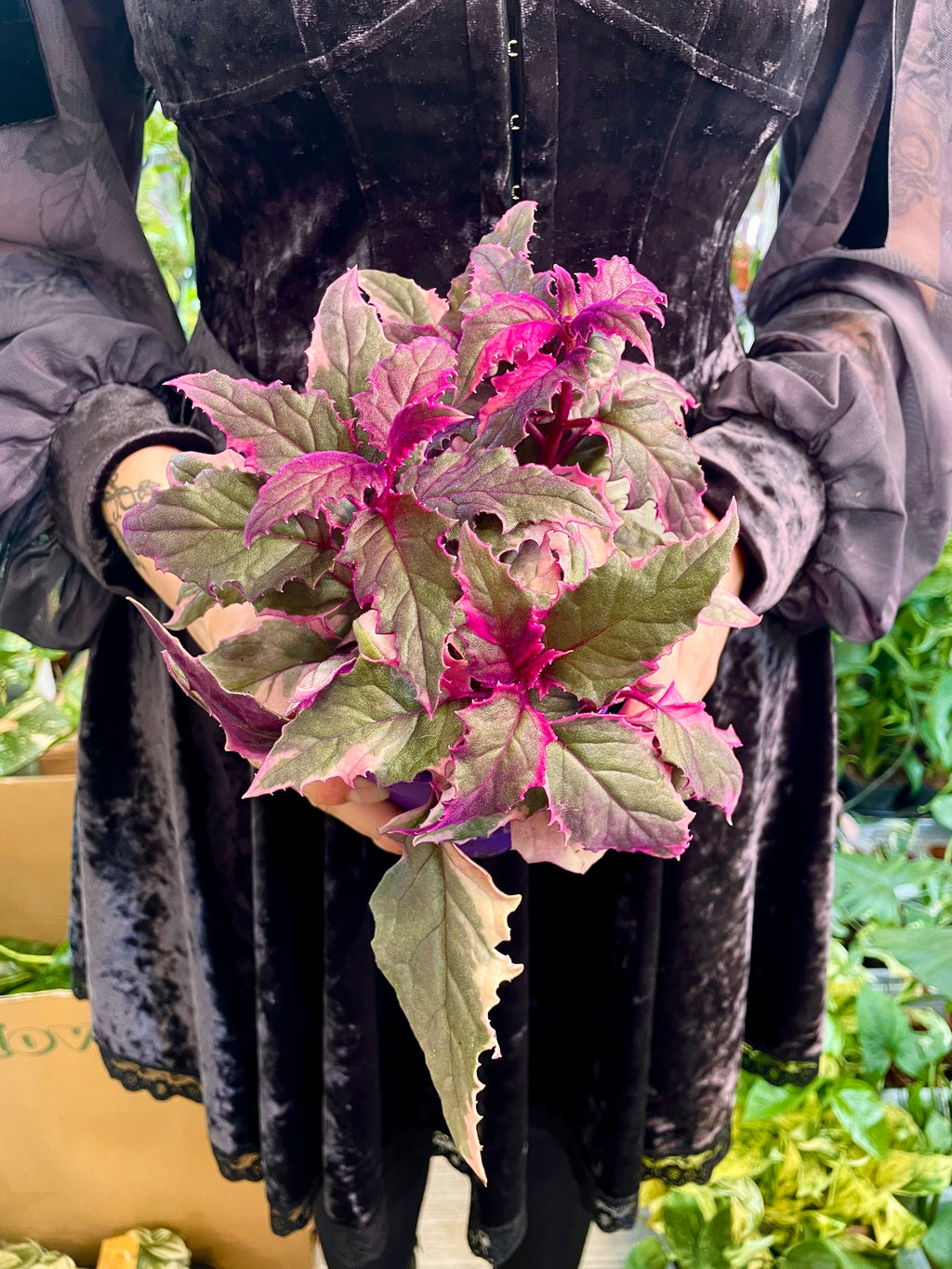 Gynura Aurantiaca 'Purple Passion' variegata fi12