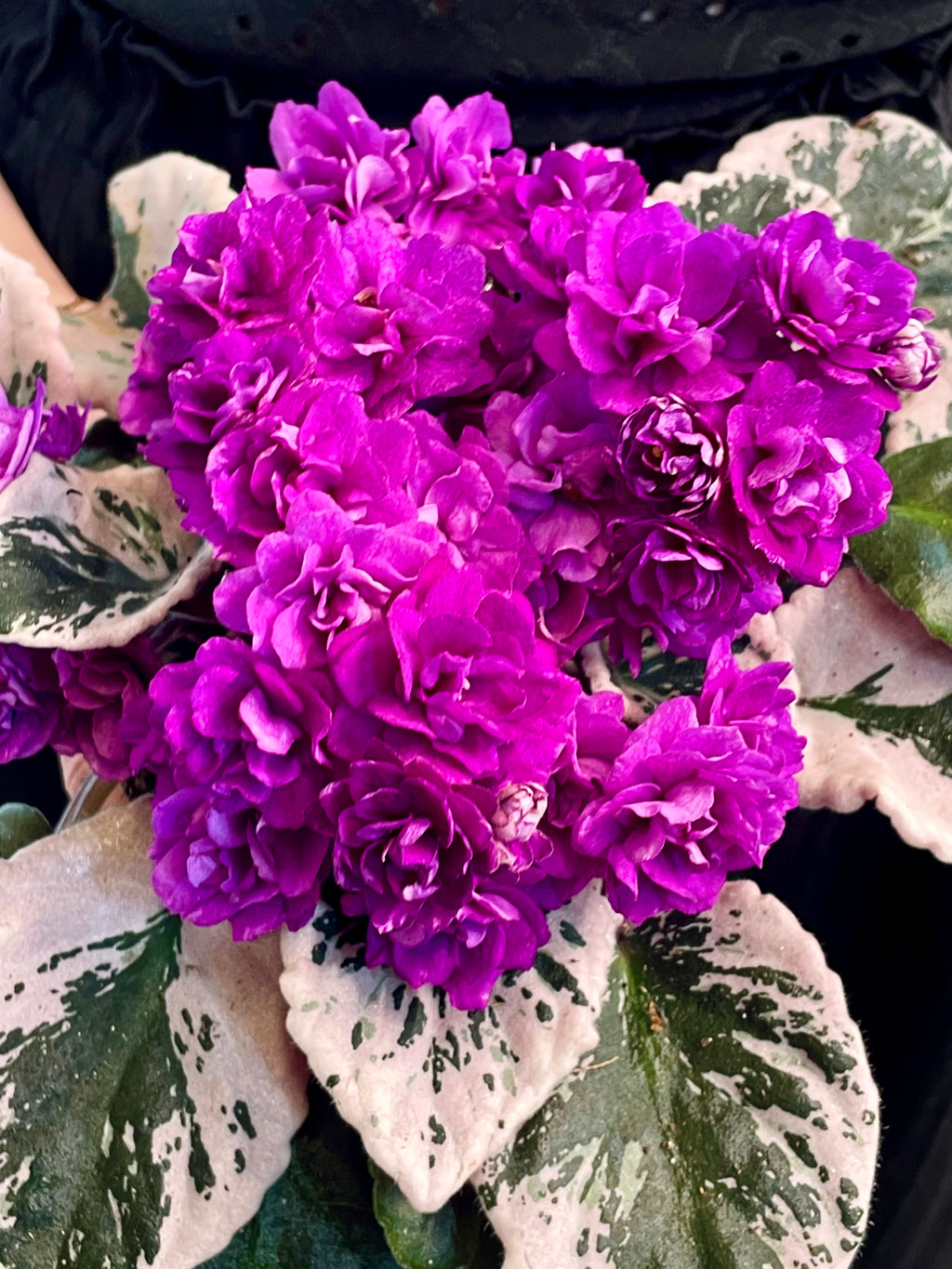 Saintpaulia variegata (variegirana ljubičica) fi12