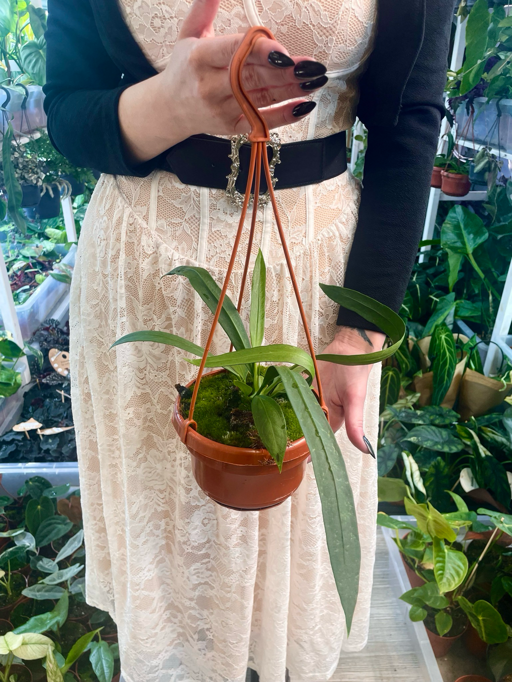 Anthurium vittarifolium visilica fi14