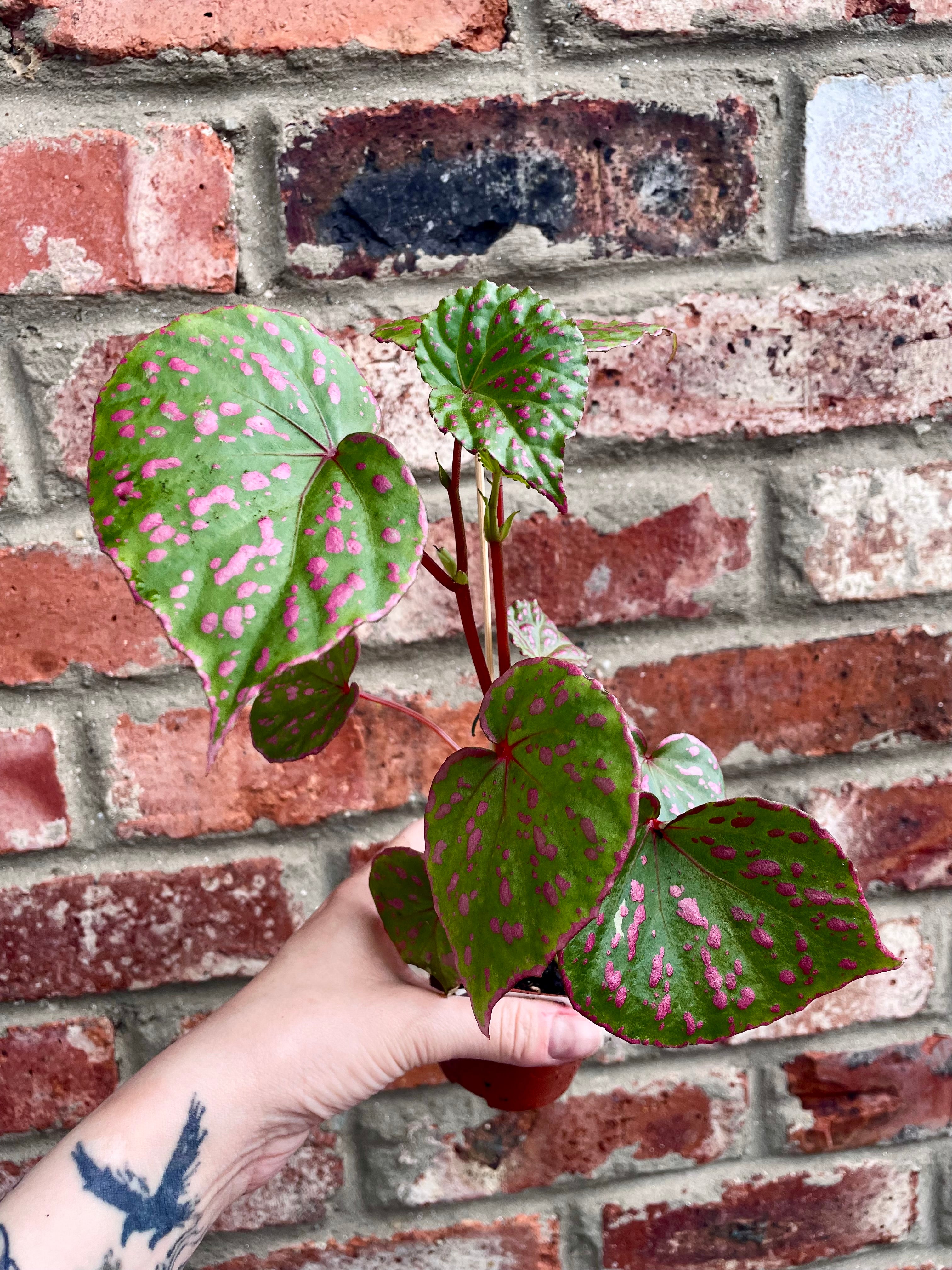 Begonia muara wahau fi8