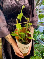 Vanilija (Orhideja Vanilla Planifolia) fi12