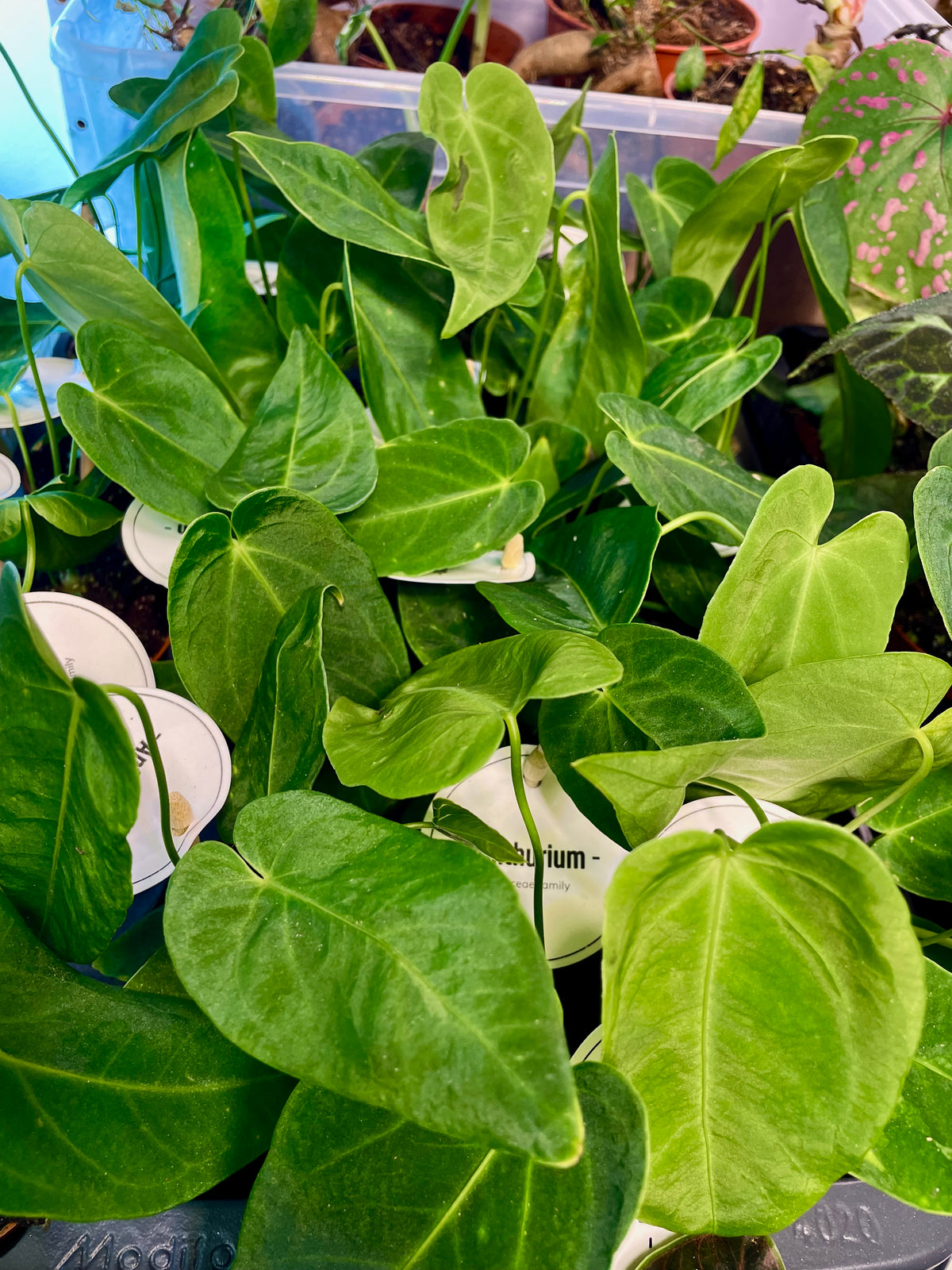 Anthurium Waterburyanum fi6