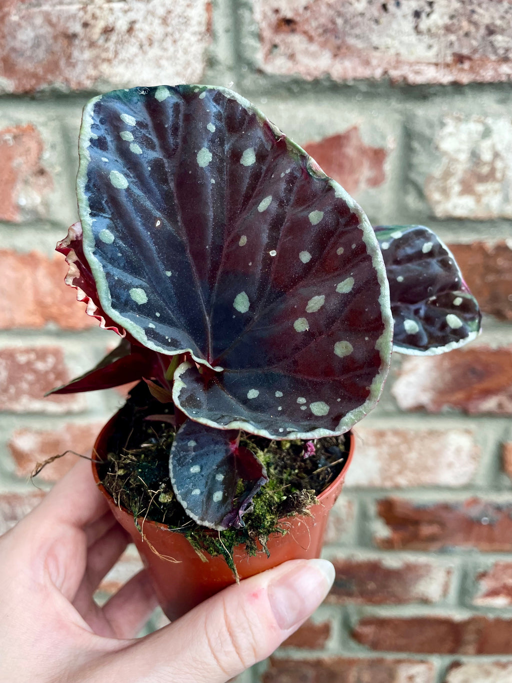 Begonia Fire Fly fi8