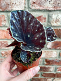 Begonia Fire Fly fi8