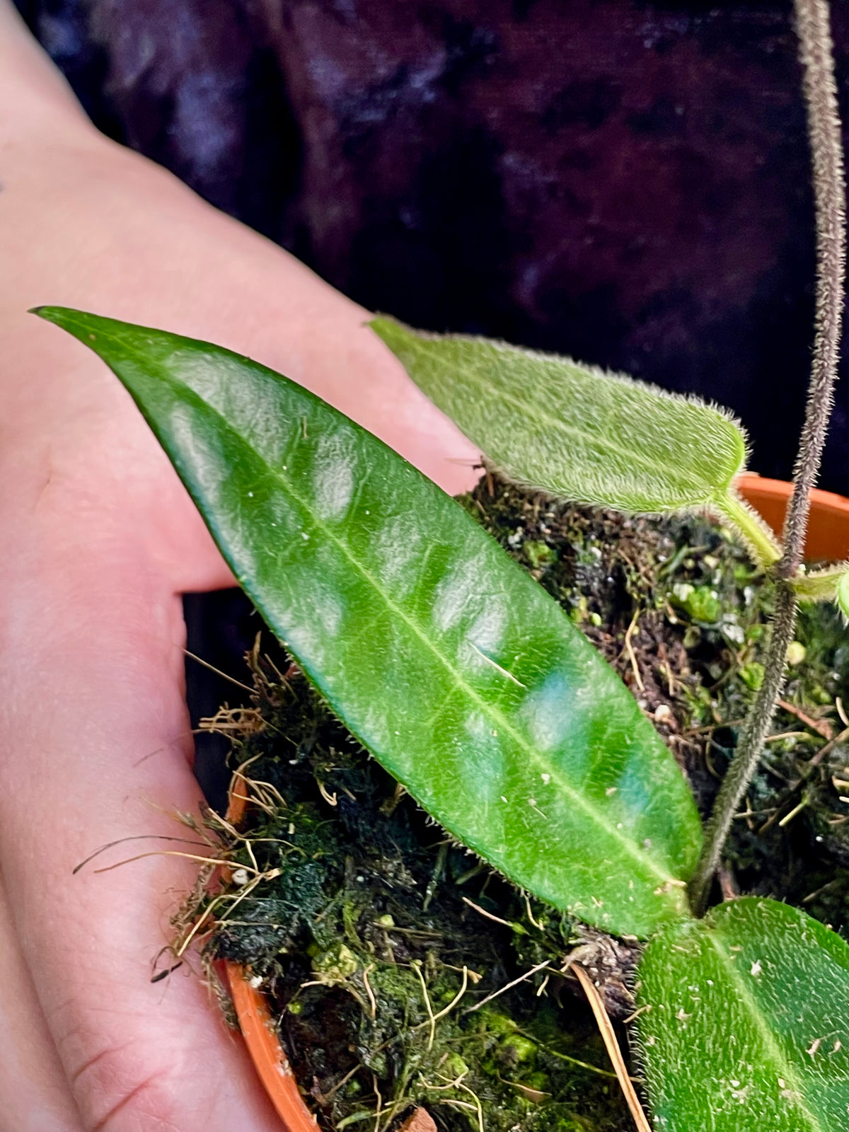 Hoya Hypolasia fi8