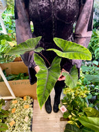 Alocasia Olanii fi8