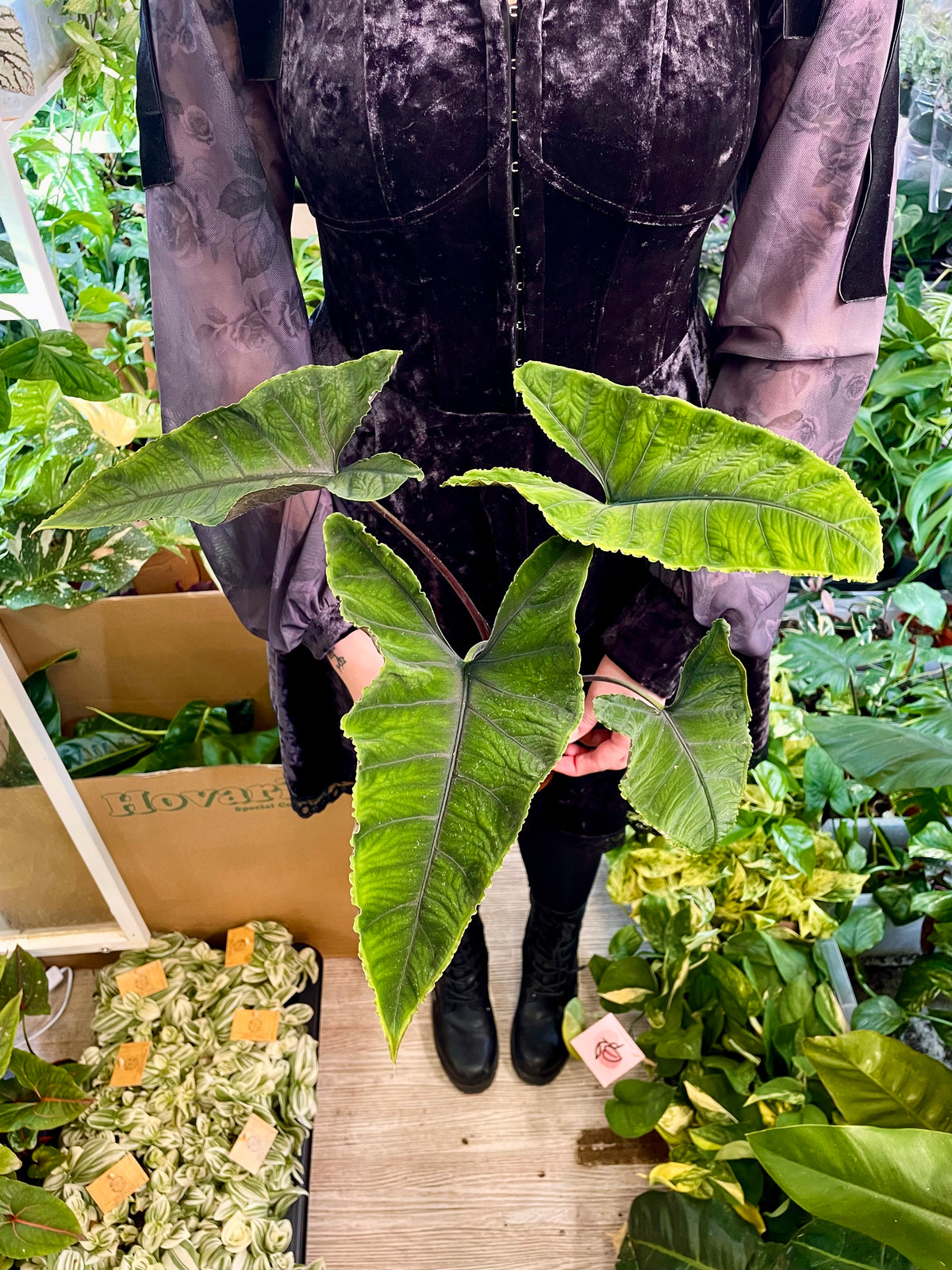 Alocasia Olanii fi8