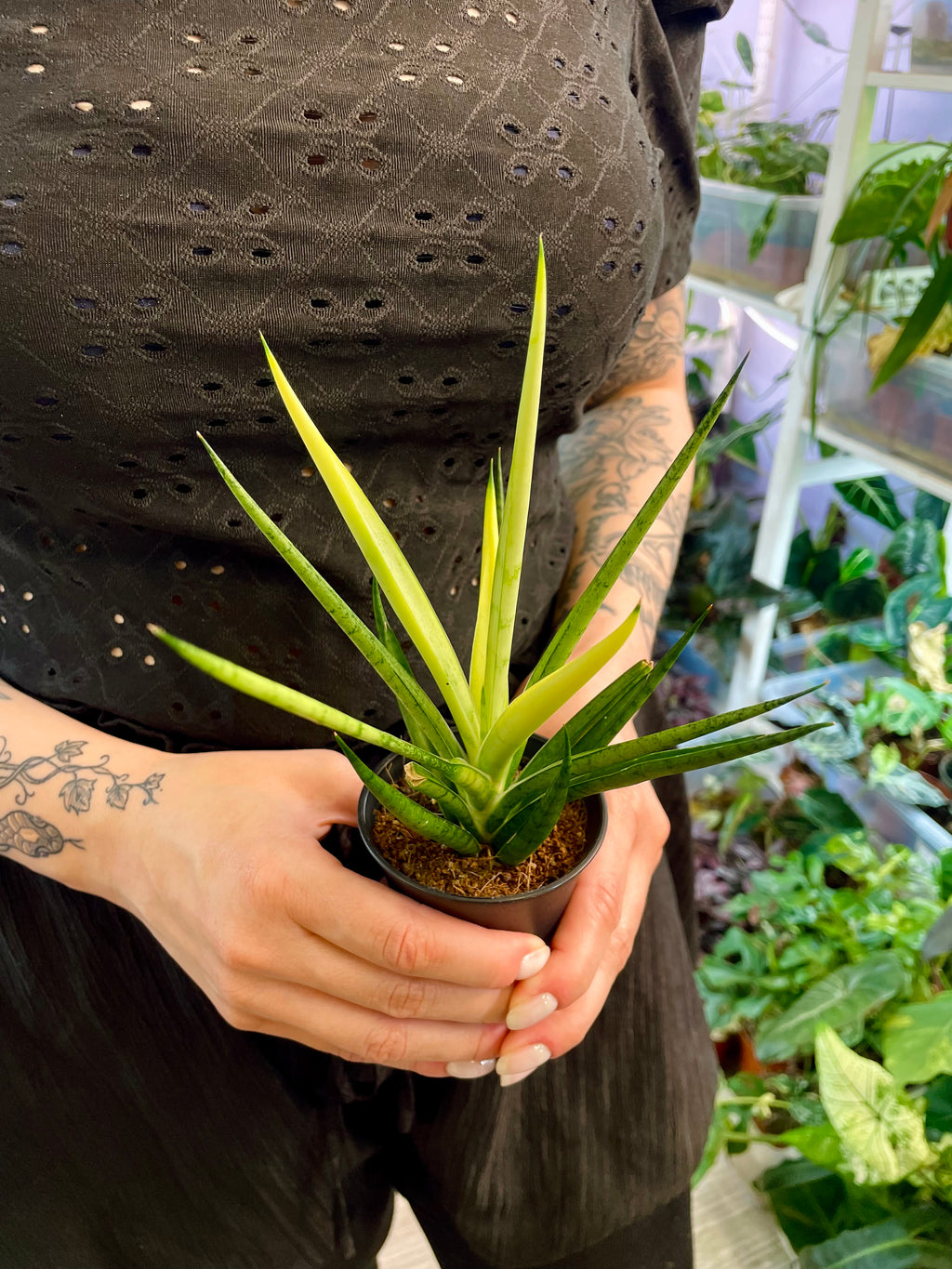 Sansevieria 'Comet Chrysanta Lemon' fi7,5