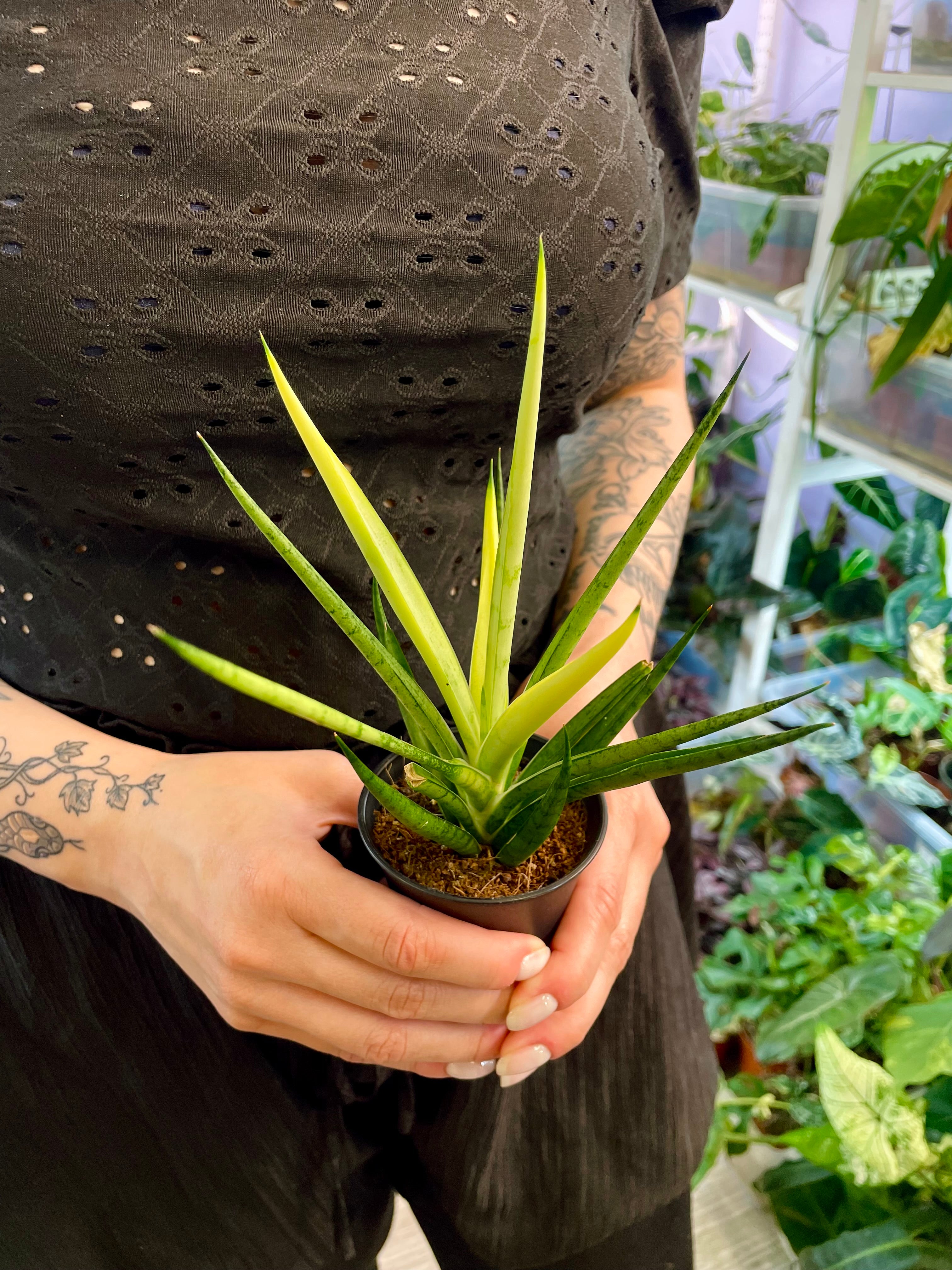 Sansevieria 'Comet Chrysanta Lemon' fi7,5