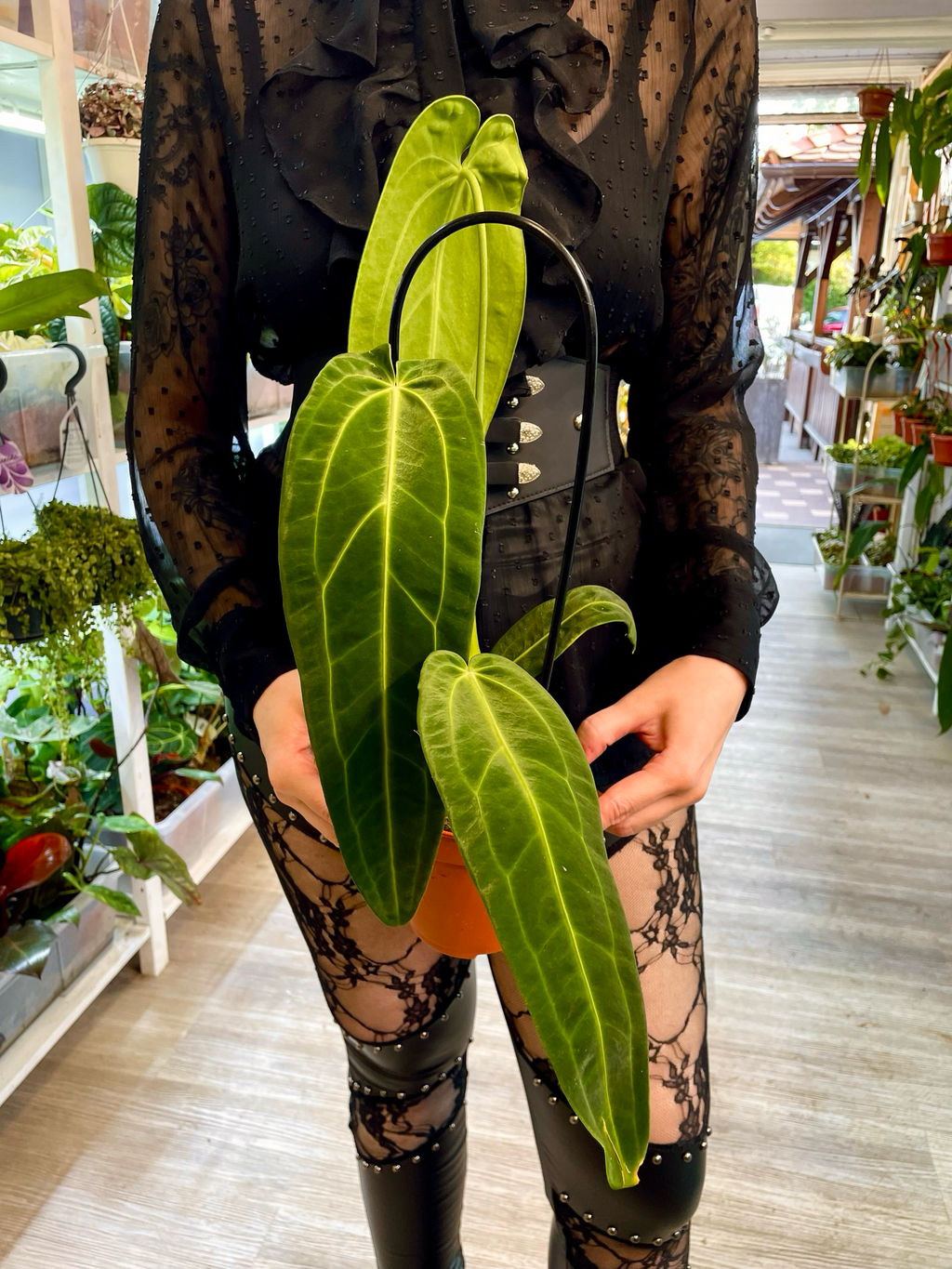 Anthurium Warocqueanum (Queen Anthurium) fi12