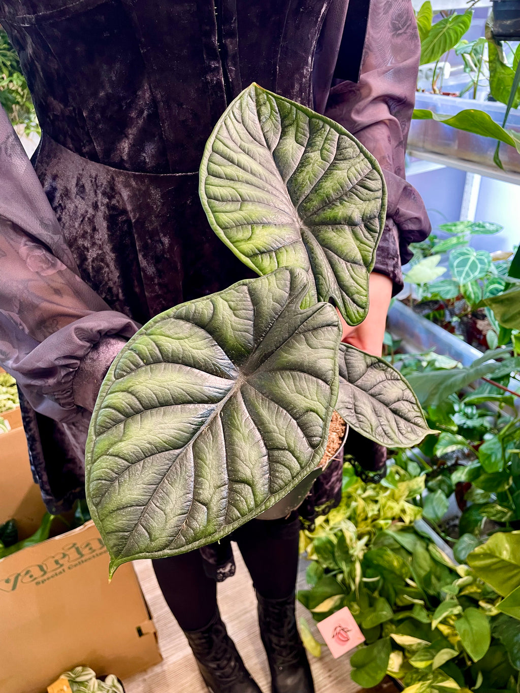 Alocadia Dragon Scale fi14