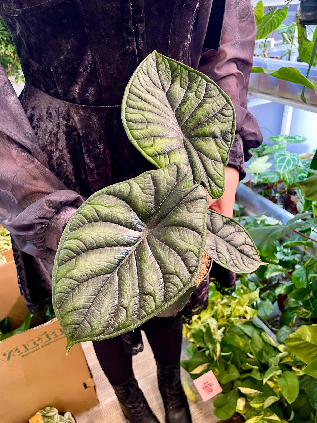 Alocadia Dragon Scale fi14