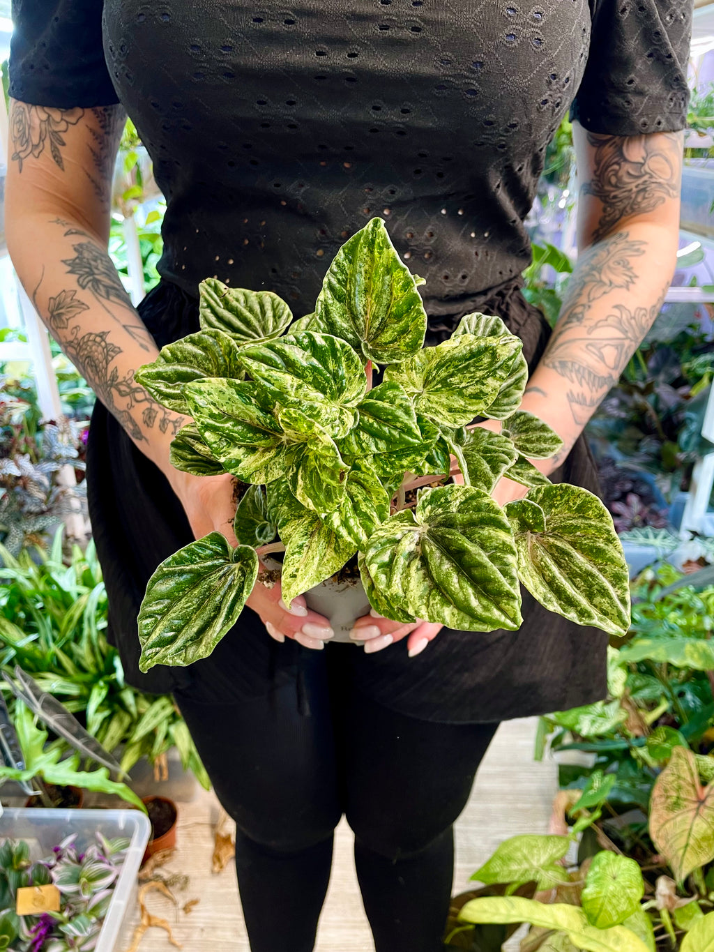 Peperomia Buenos Aires