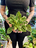 Peperomia Buenos Aires