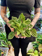 Peperomia Buenos Aires