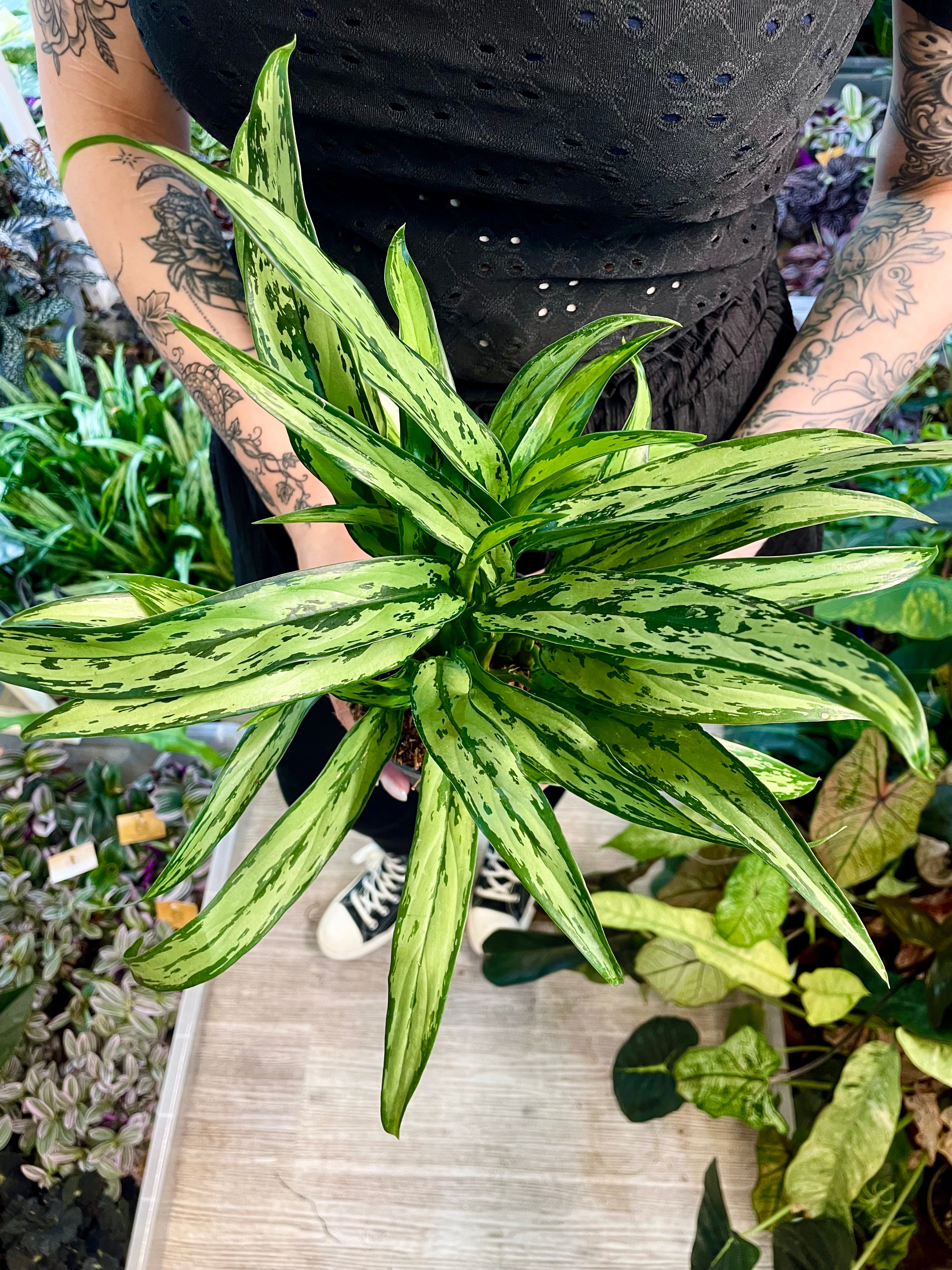 Aglaonema Cutlass fi12