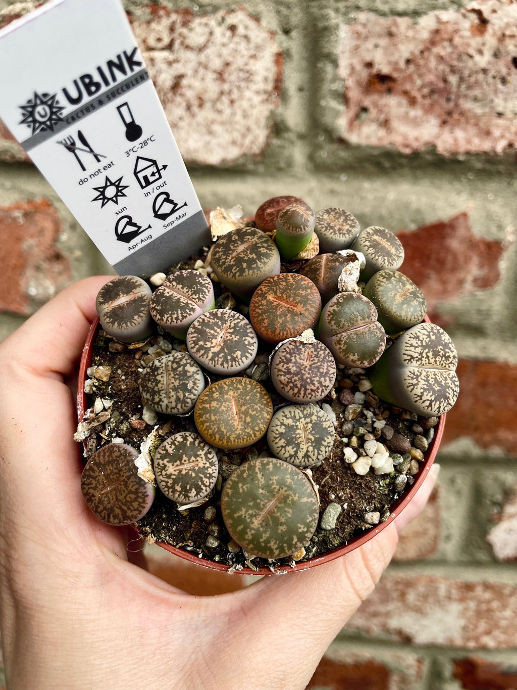 Lithops sukulent živi kamen