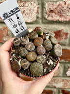 Lithops sukulent živi kamen