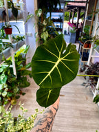 Alocasia Micholitziana Round Leaf fi8