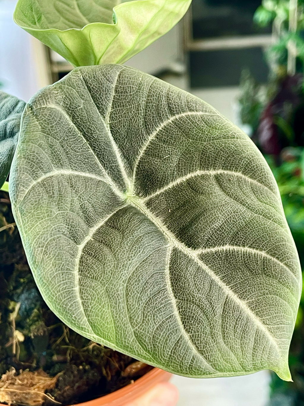 Alocasia Maharani 'Gray Dragon' fi8