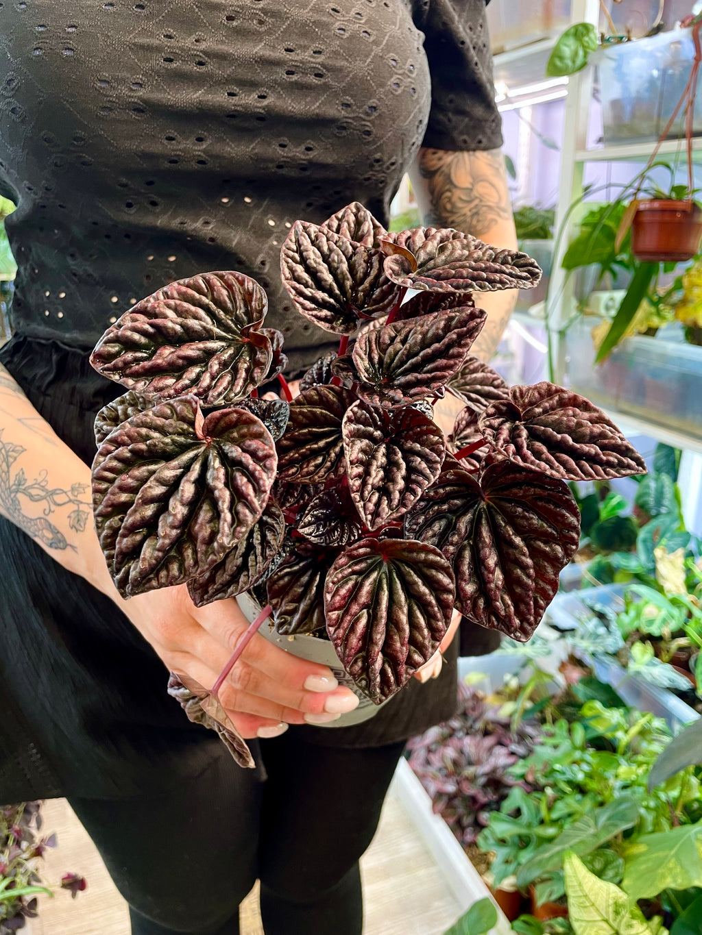 Peperomia Red Luna fi12