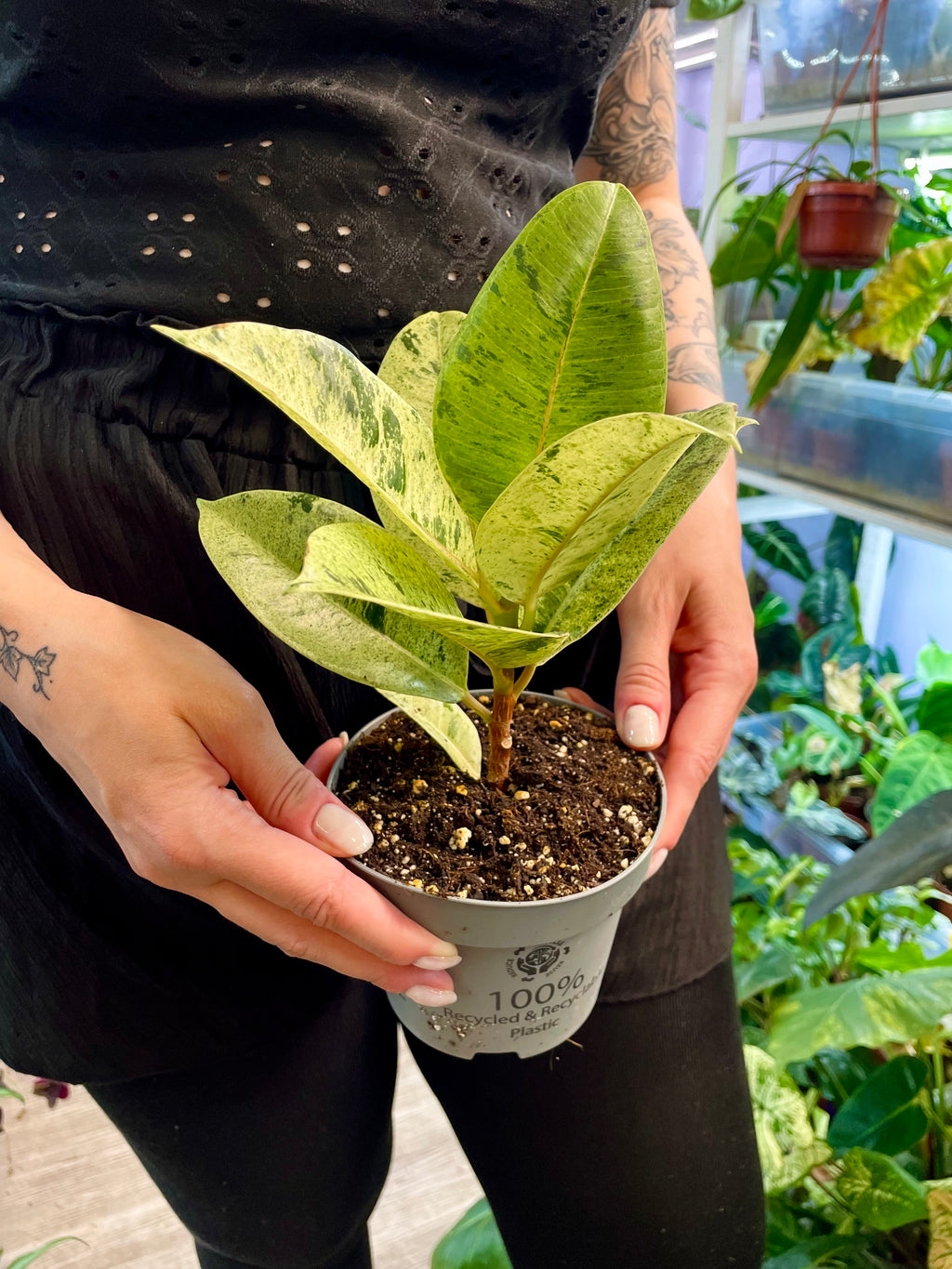 Ficus Elastica Shivereana fi12