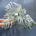 Monstera Devil Monster fi8
