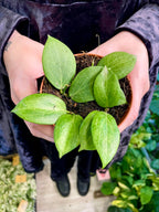 Hoya Fitchii fi9