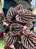 Peperomia Red Luna fi12