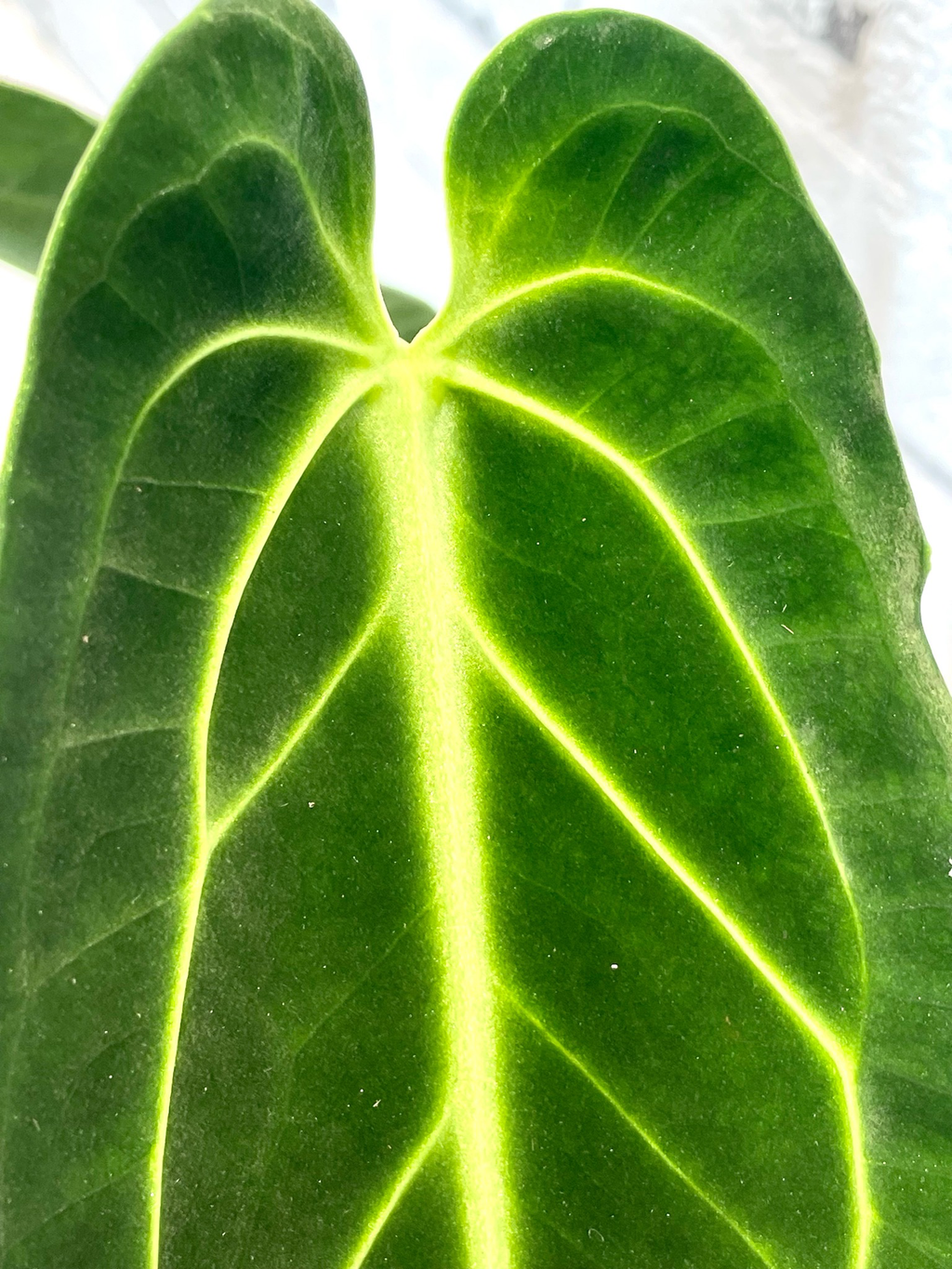 Anthurium Warocqueanum (Queen Anthurium) fi12