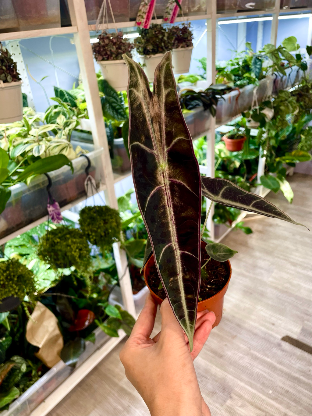 Alocasia Longiloba Purple