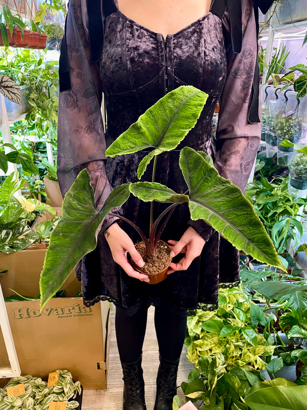 Alocasia Olanii fi8