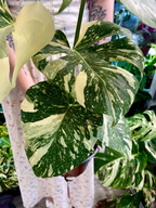 Monstera Thai Constalation fi17