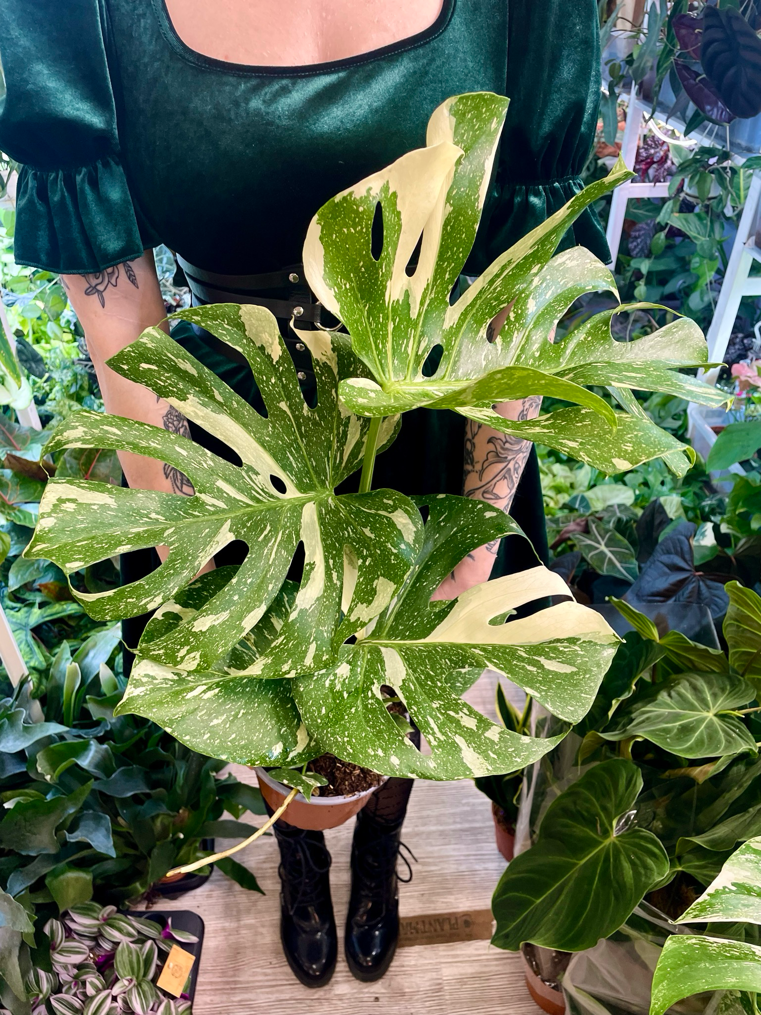 Monstera Thai Constalation fi17