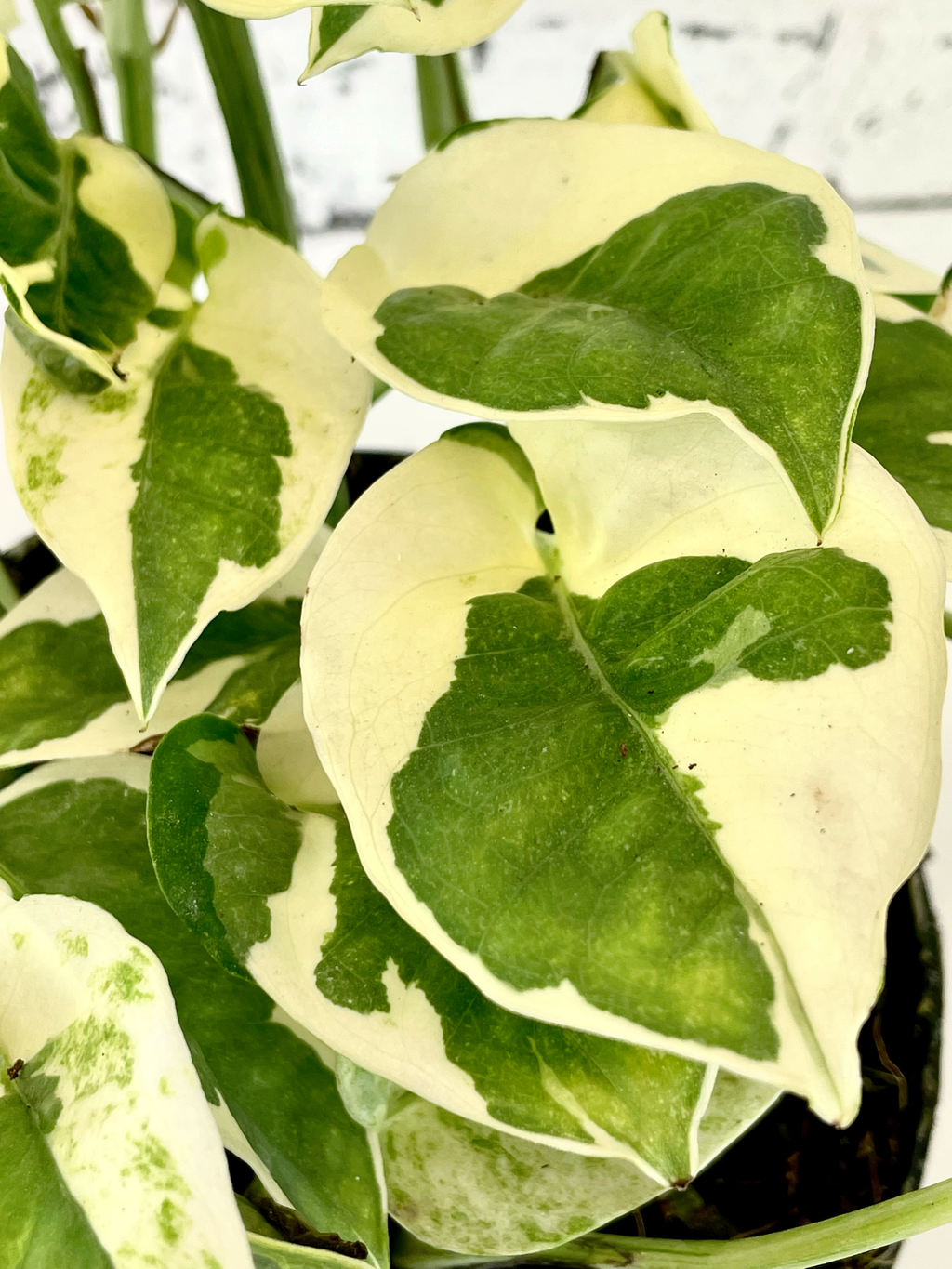 Epipremnum Aureum 'Njoy' fi12