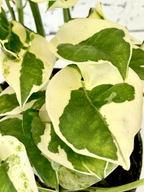 Epipremnum Aureum 'Njoy' fi12