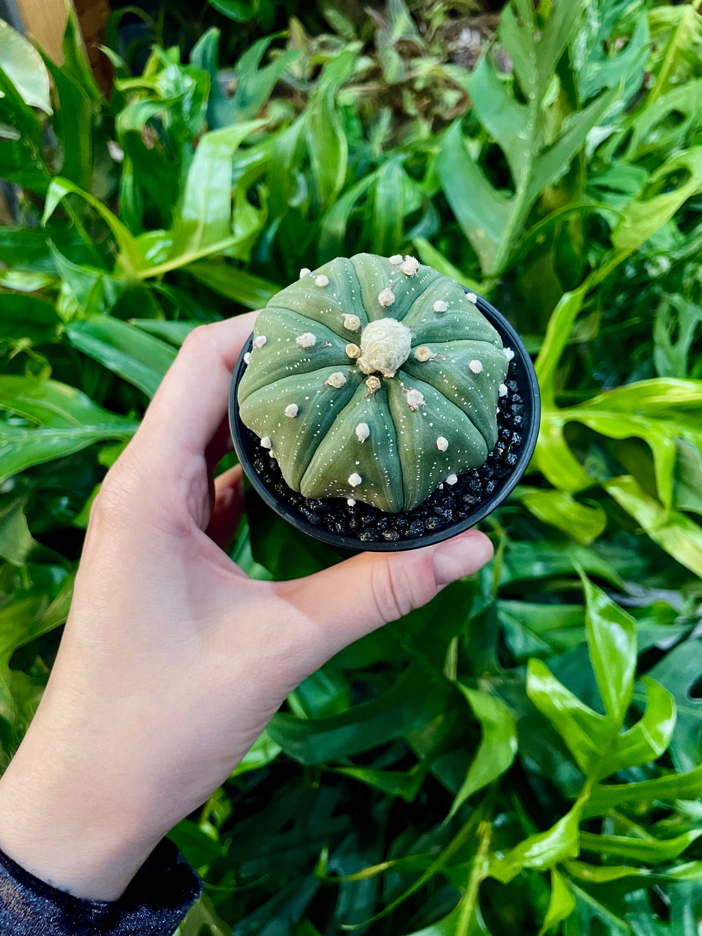 Astrophytum Asterias fii7,5